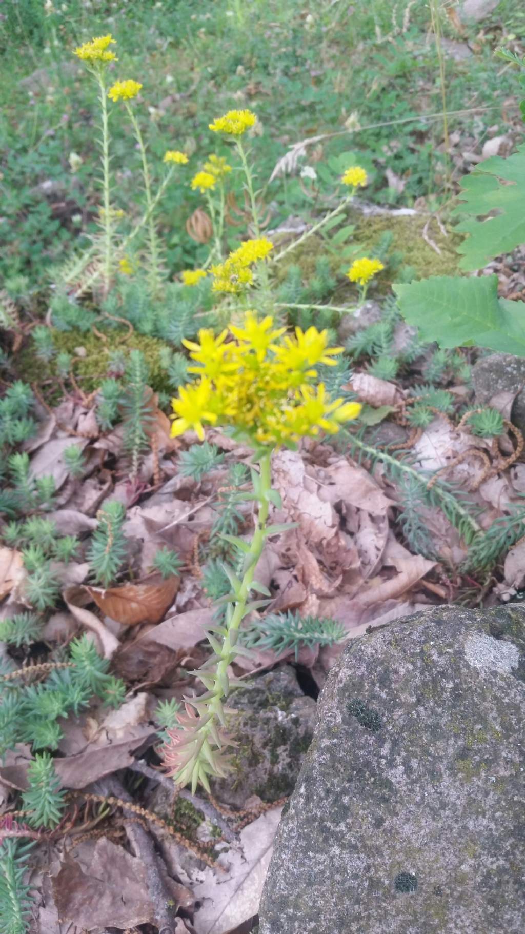 Sedum rupestre (Crassulaceae)